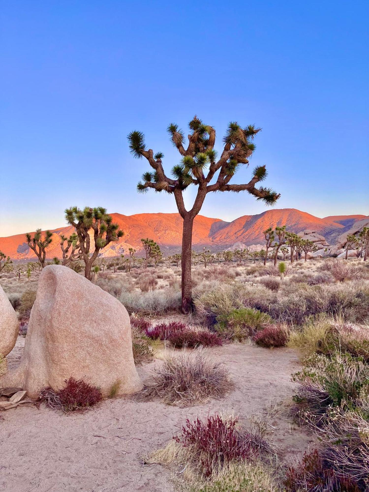 The Joshua Tree House别墅 外观 照片