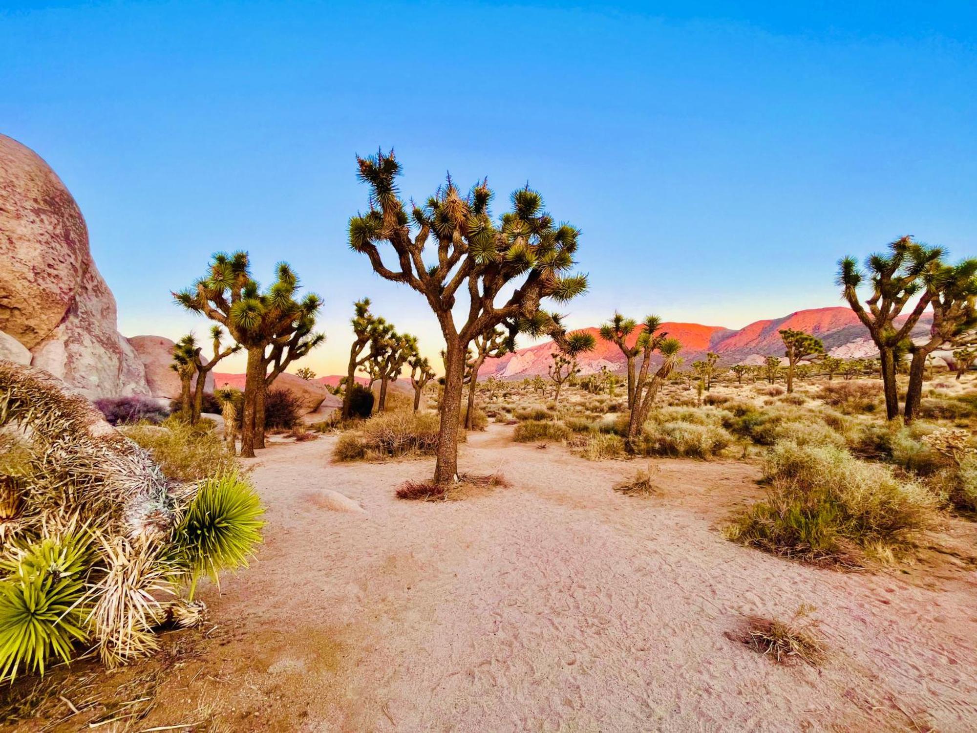 The Joshua Tree House别墅 外观 照片