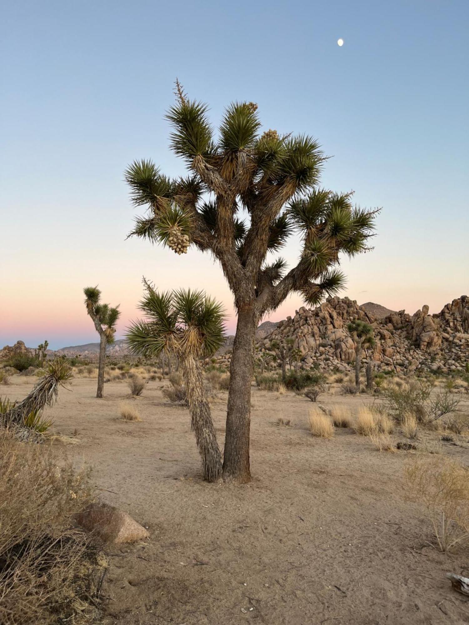 The Joshua Tree House别墅 外观 照片