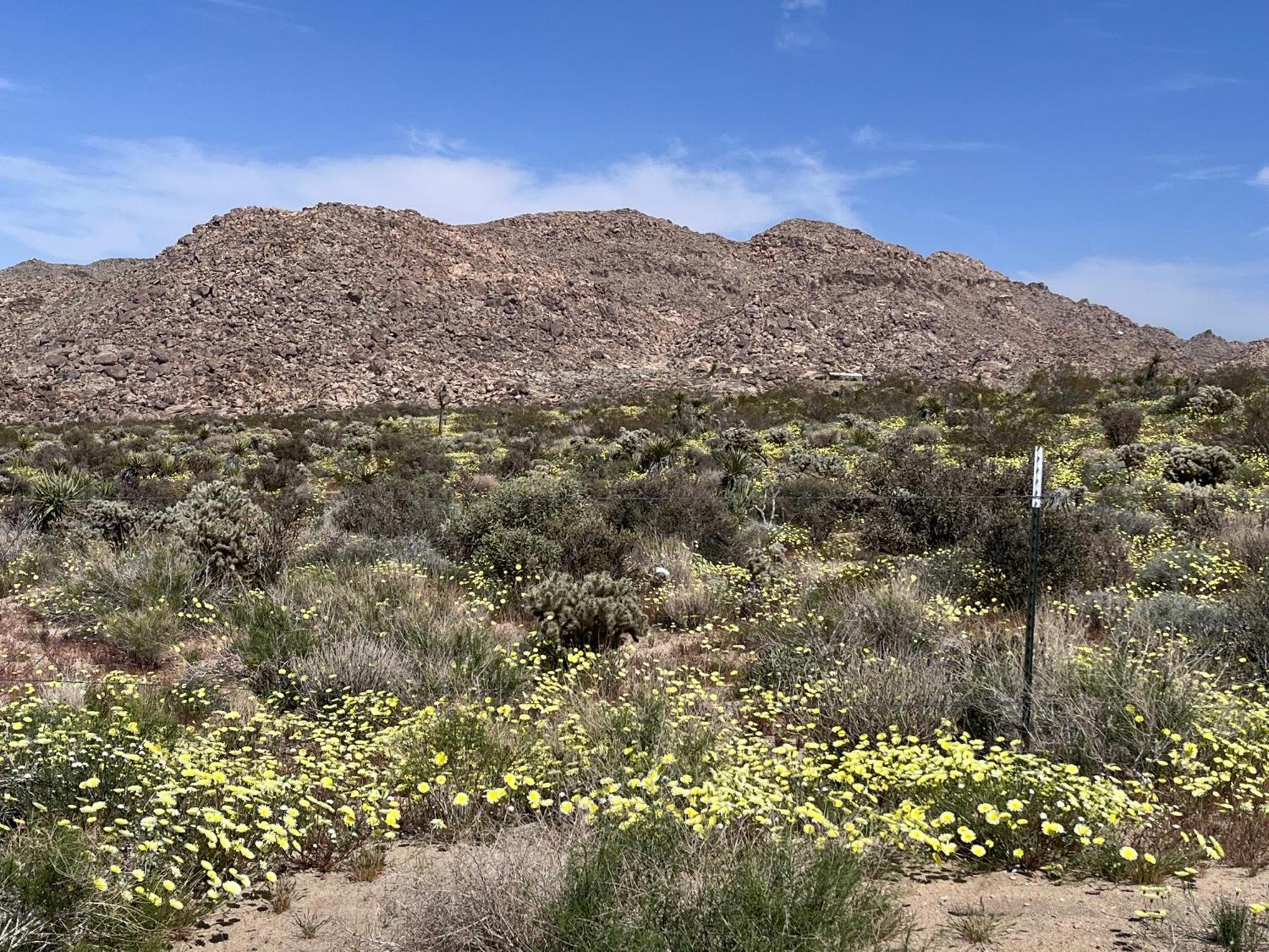 The Joshua Tree House别墅 外观 照片