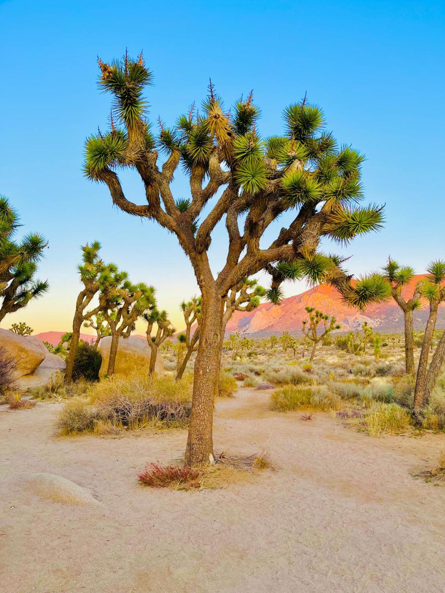 The Joshua Tree House别墅 外观 照片