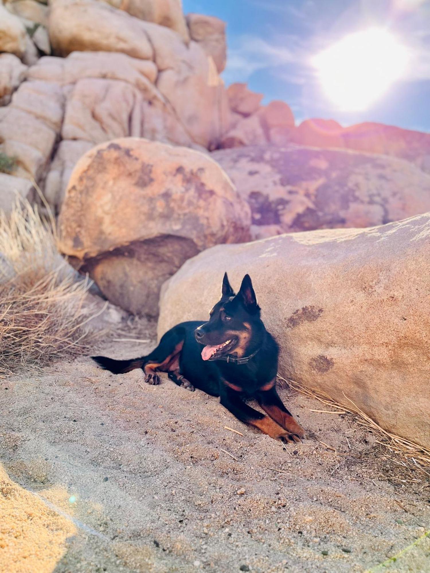 The Joshua Tree House别墅 外观 照片