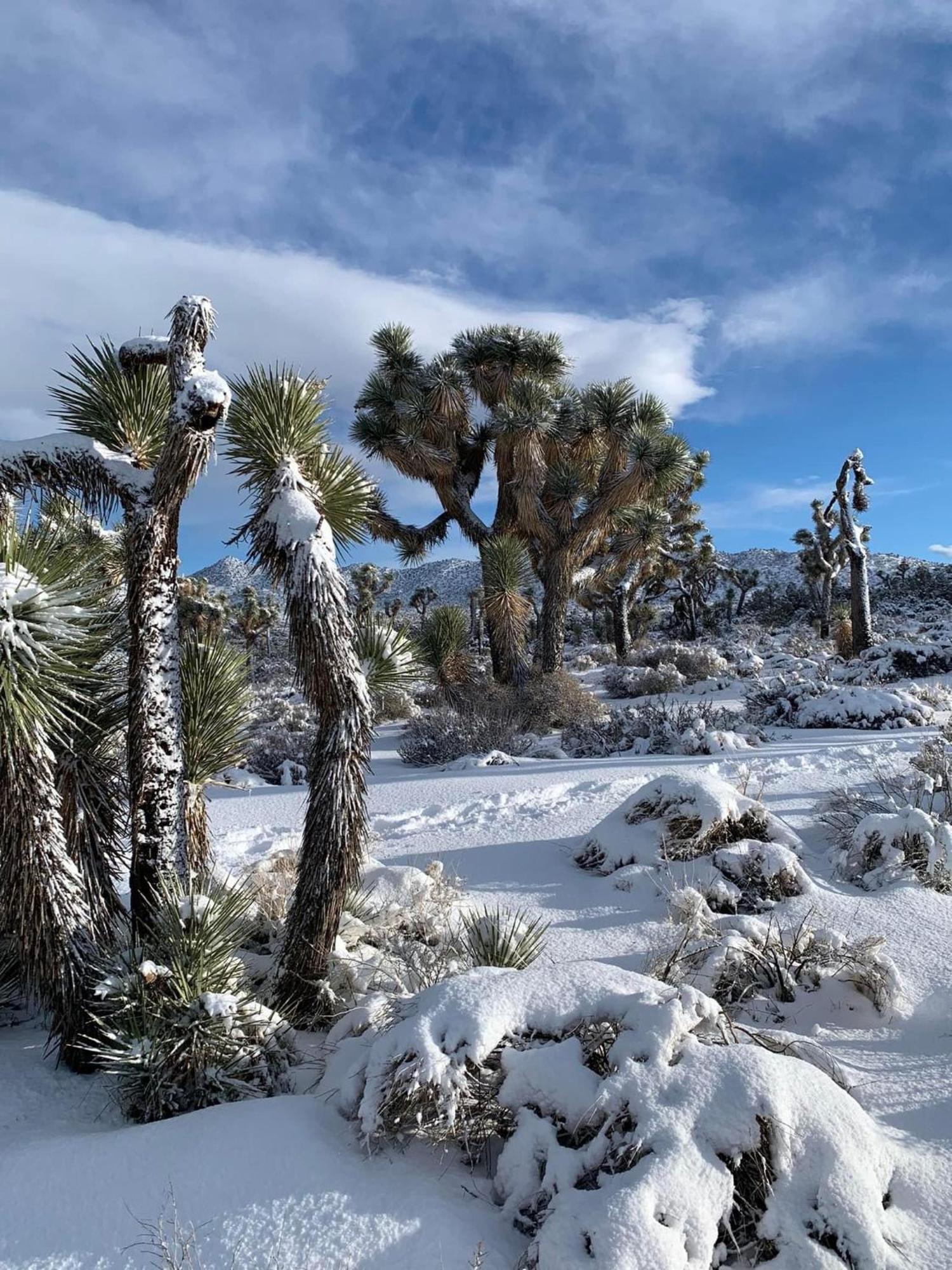 The Joshua Tree House别墅 外观 照片