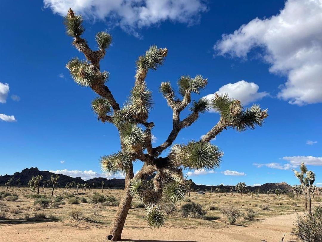 The Joshua Tree House别墅 外观 照片