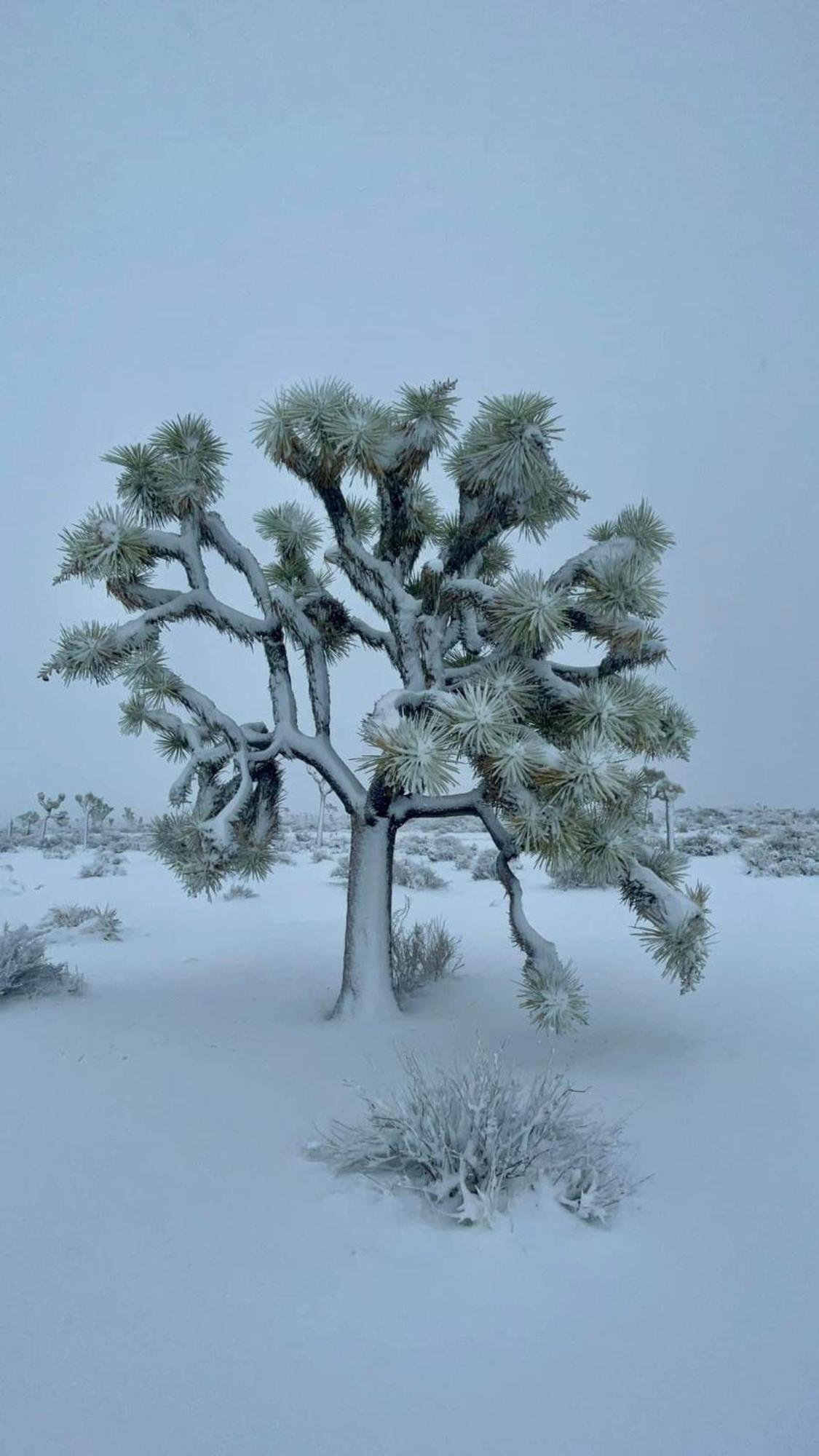 The Joshua Tree House别墅 外观 照片